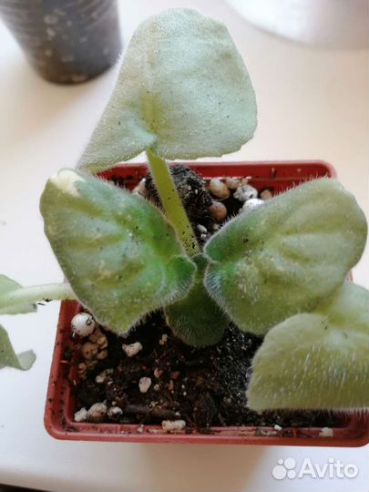 Фиалки: листики и детки