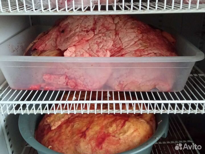 Вымя, лёгкое, кости