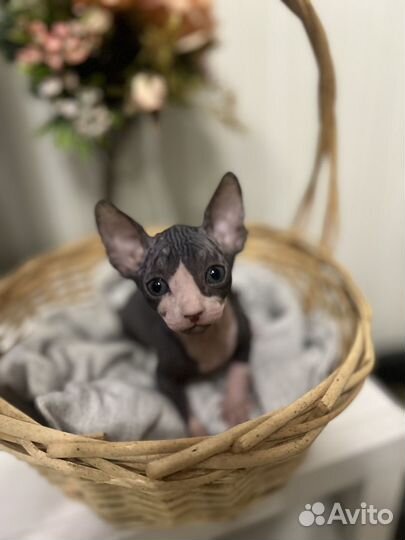 Донской сфинкс котята