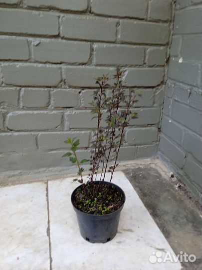 Пузыреплодник