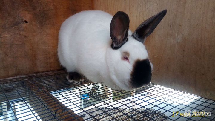Калифорнийские кролики