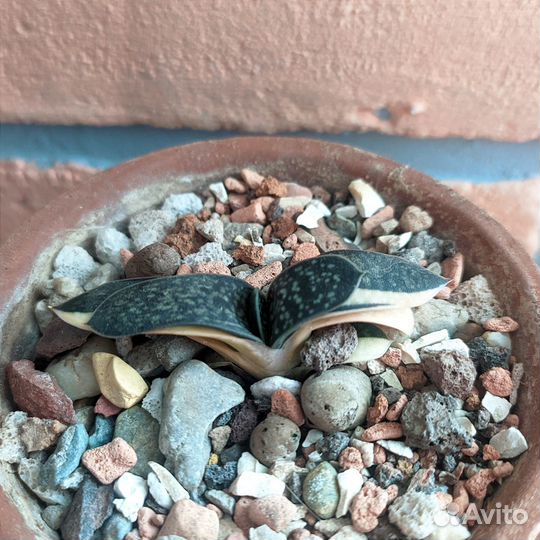 Гастерия макулата вариегатная