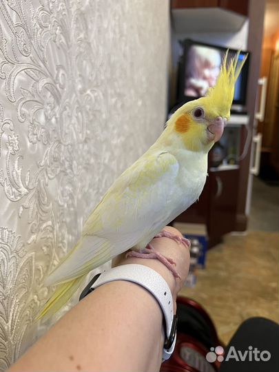 Попугай карелла птенцы лютино