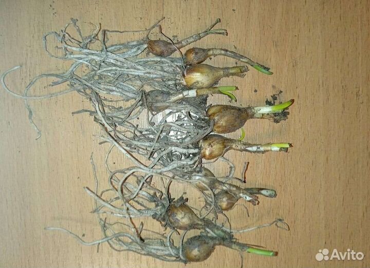 Зефирантес белый