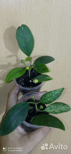 Фикусы разные