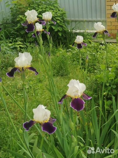 Ирис бородатый «Вабаш» бесплатно