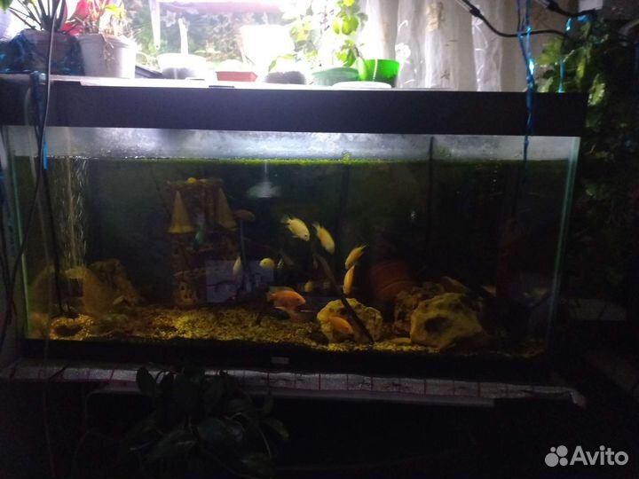 Аквариум с рыбками 350 литров