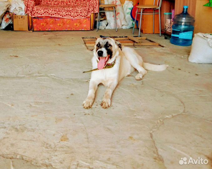 Среднеазиатская овчарка