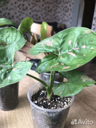 Сингониум Пинк Сплеш