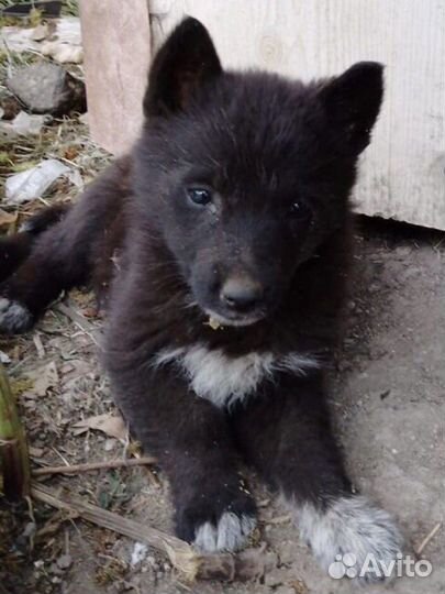 Щенок девочка ищет семью