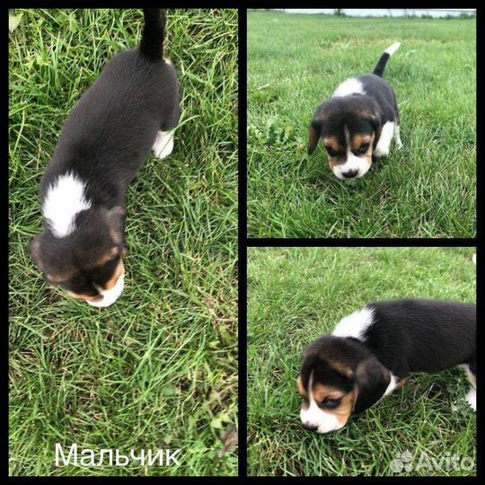 Щенки бигль