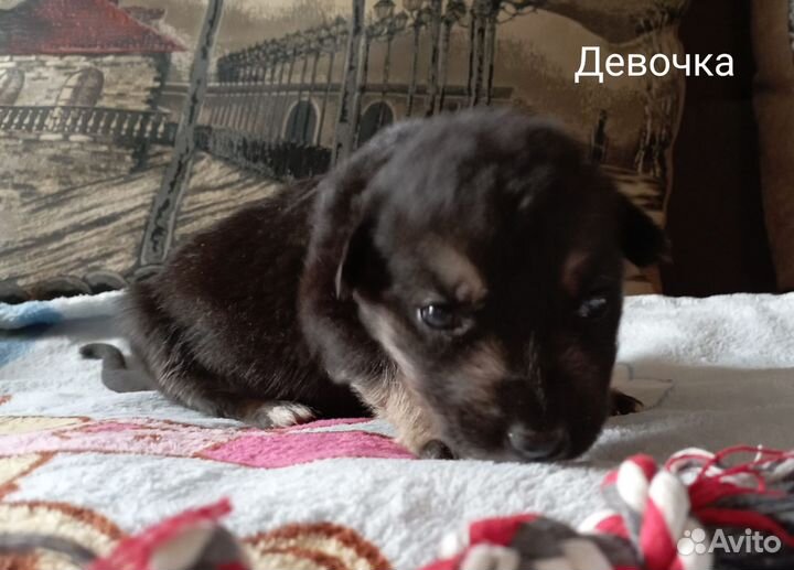 Ласковые щенки в добрые руки