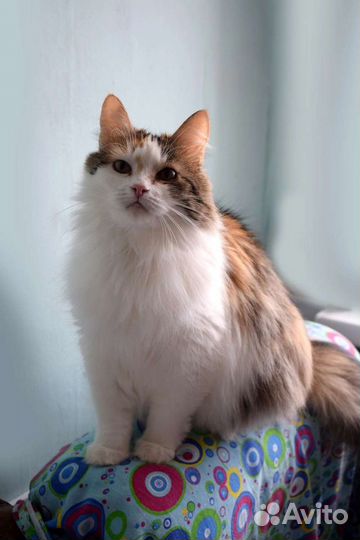 Кошка Фенечка