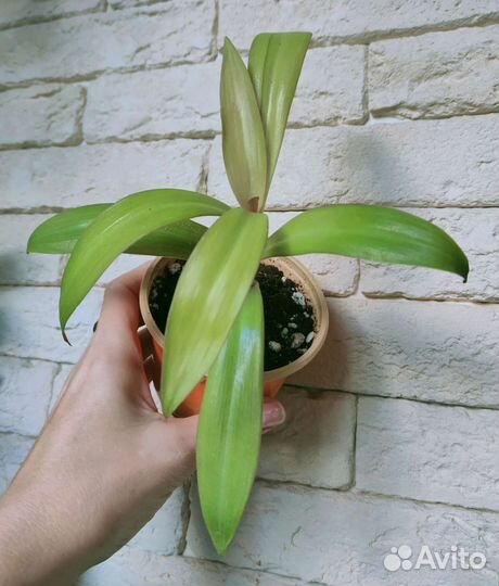 Сансевиерия,традесканция рео витата,монстера