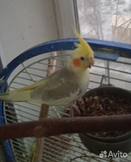 Попугай корелла для дома