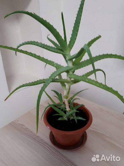 Алоэ столетник