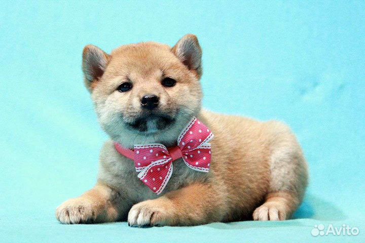 Щенки сиба ину (шиба ину). Питомник РКФ