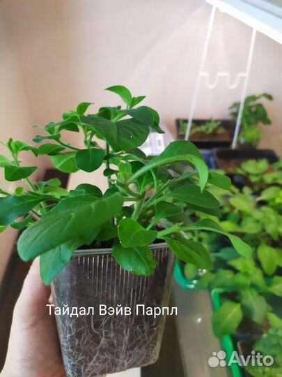 Петуния Тайдал
