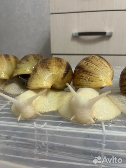 Улитка ахатина ретикулята