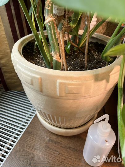 Взрослая монстера в керамическом горшке