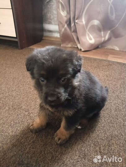 Щенки немецкой овчарки