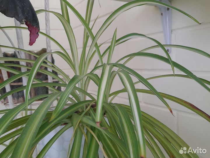 Хлорофитум