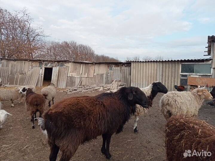 Овцы бараны