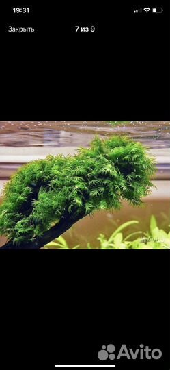 Растения для аквариума