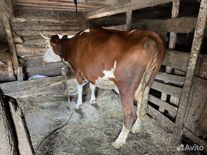 Корова высокоудойная