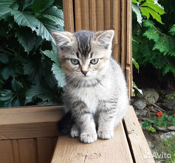 Красавица метиска хочет к вам жить