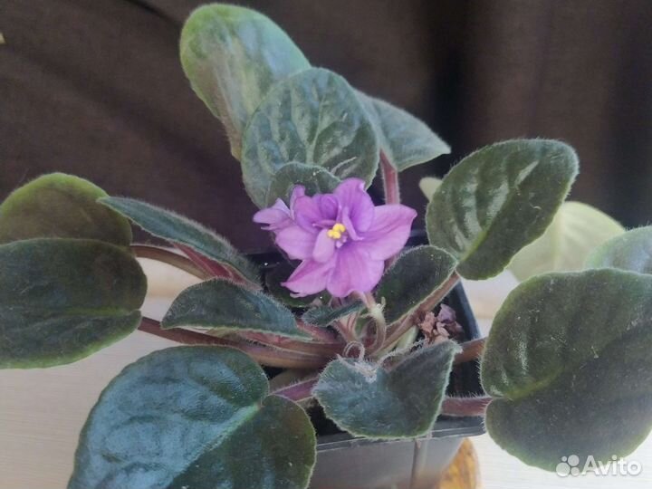 Цветок фиалка