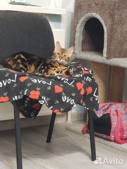 Бенгальская кошка