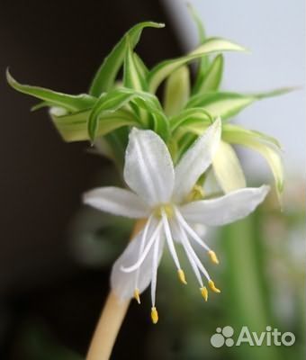 Хлорофитум