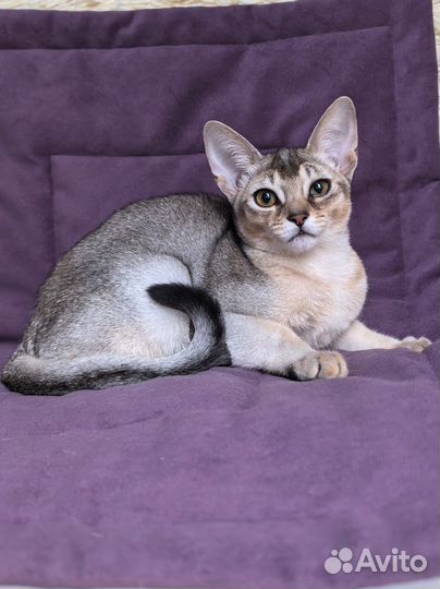 Абиссинска девочка, 3 месяца