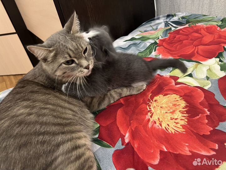 Котенок бесплатно