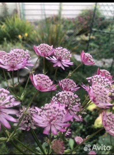 Многолетники для сада цветы