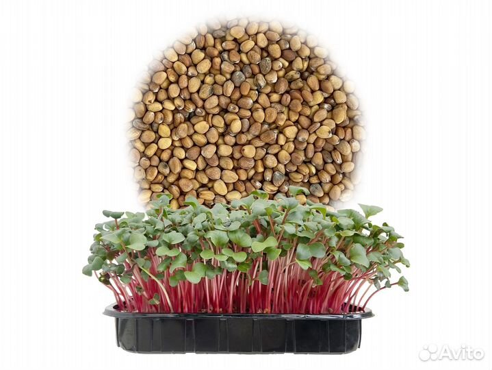 Семена Микрозелень от 50 грамм арт.F084