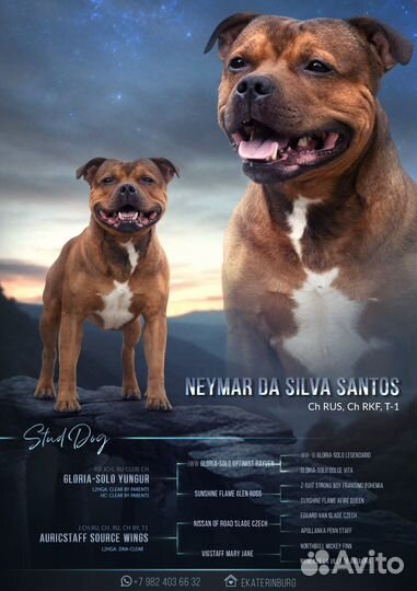 Стаффордширский бультерьер вязка