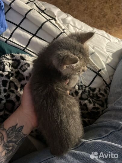 Котенок, голубая сибирская