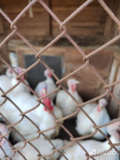 Продам индюшатину