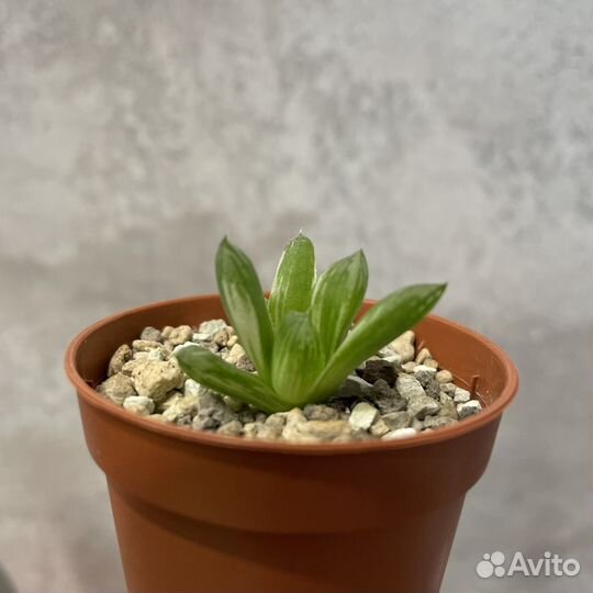 Хавортия Обтуза вариегатная