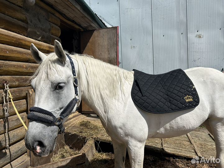 Конная амуниция