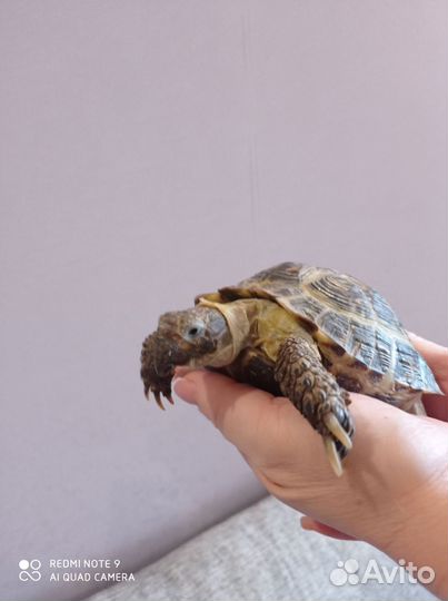 Черепаха сухопутная