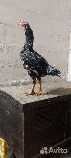 Бойцовые петухи