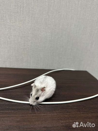 Джунгарский хомяк бесплатно