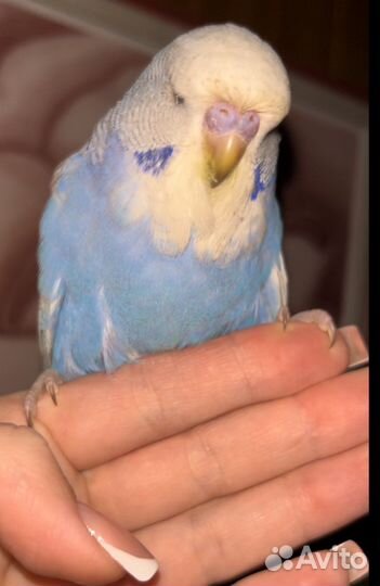 Выставочные волнистые попугаи чехи