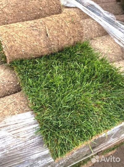 Рулонный газон