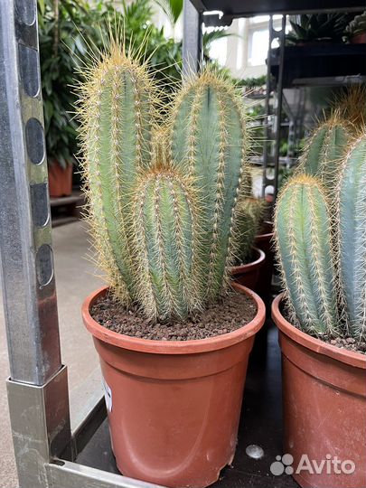 Кактус канарский микс