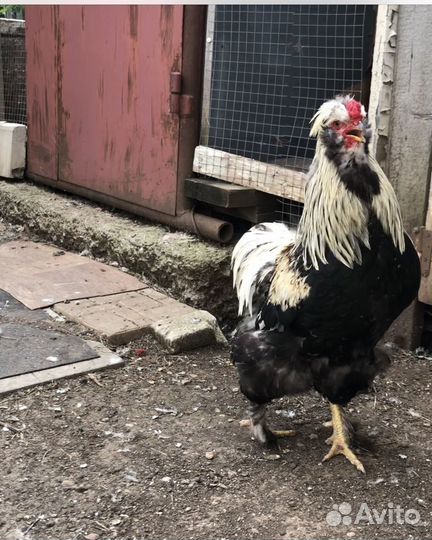 Петухи
