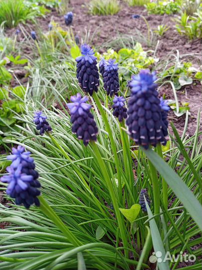 Луковицы сортовых нарциссов, мускари